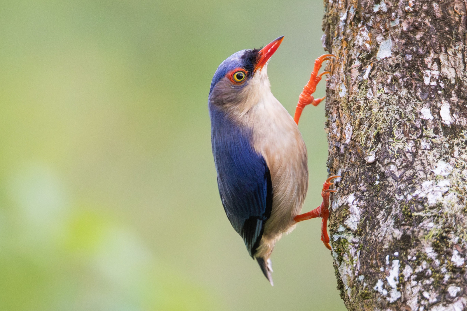 image Velvet-fronted Nuthatch